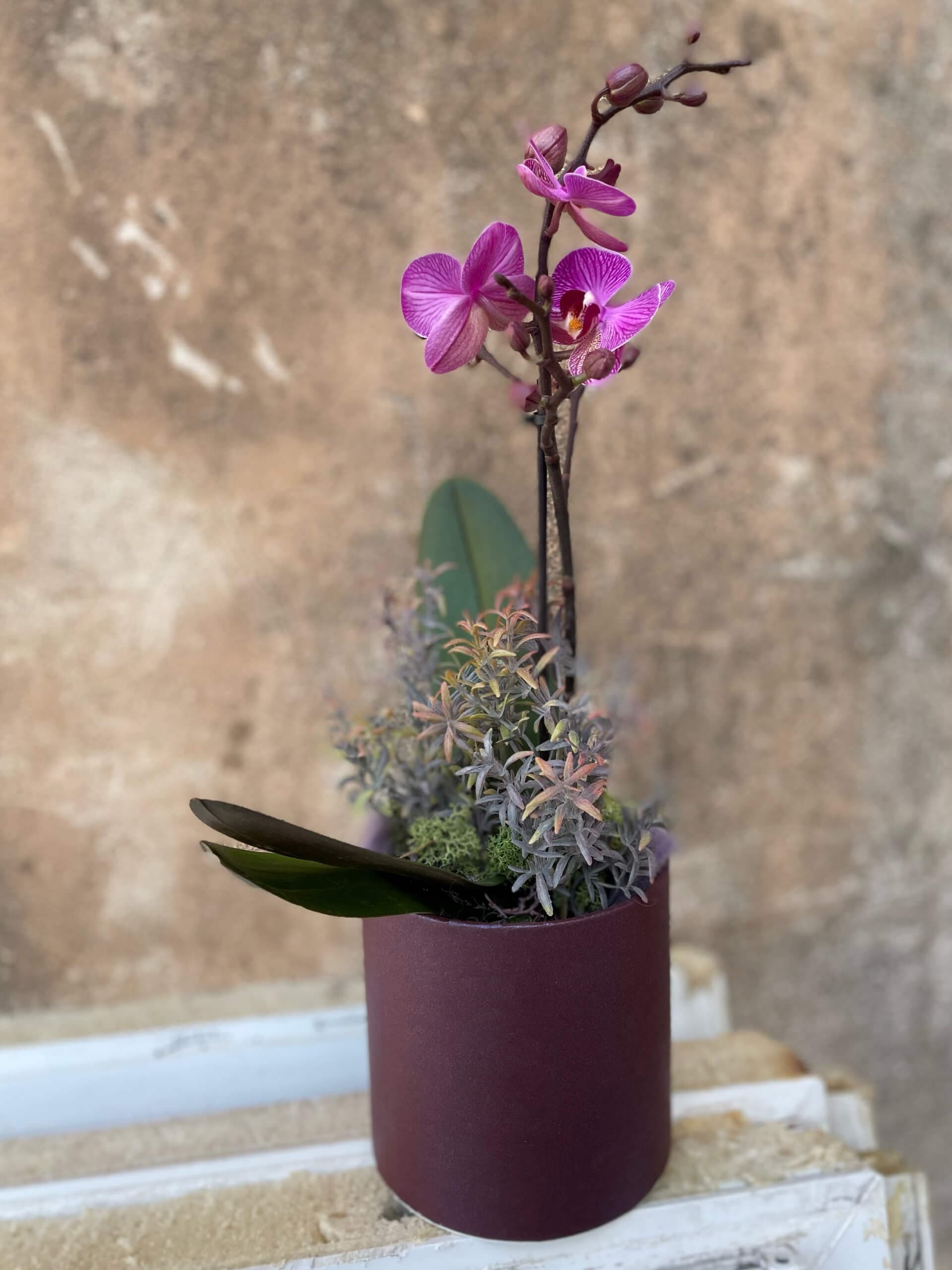 Orchidėja