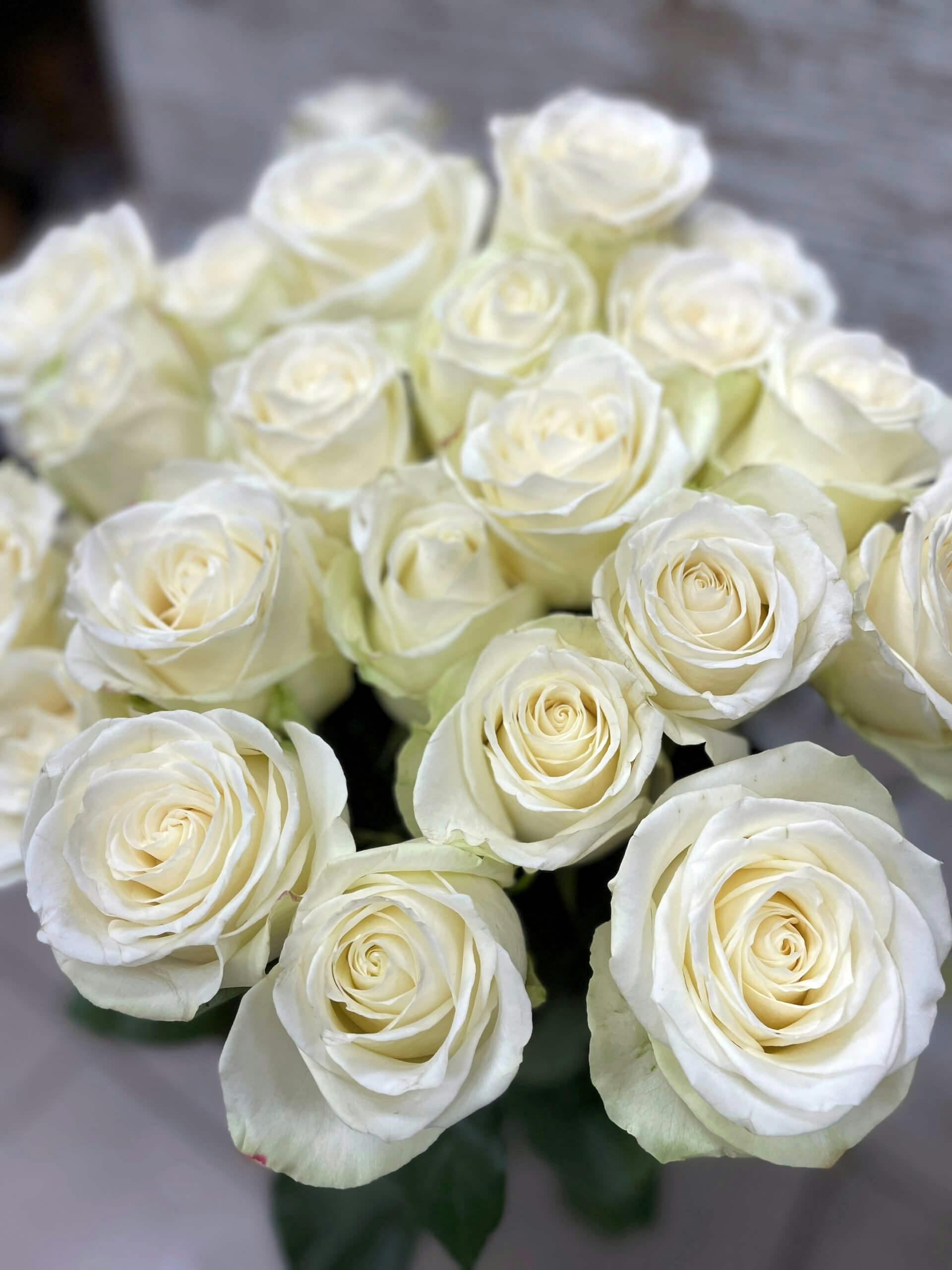 Baltos Rožės